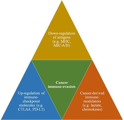 Taming Tumor Glycolysis and Potential Implications for Immunotherapy